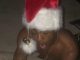 XXXTENTACION - A GHETTO CHRISTMAS CAROL